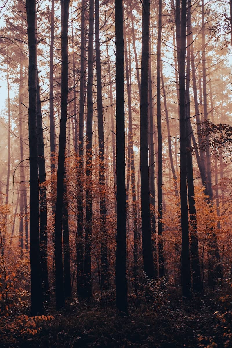 A forest filled with lots of tall trees