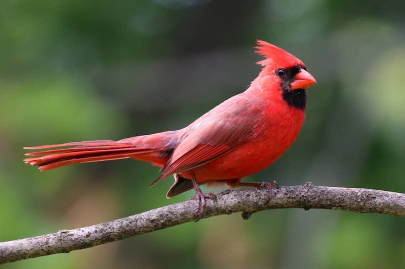 A male cardinal perches on a branch.