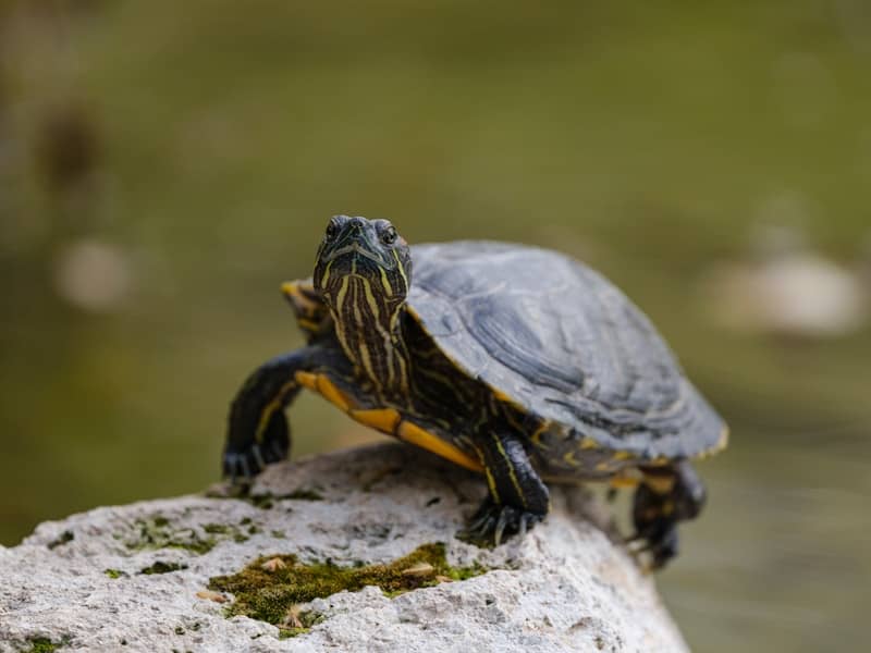 A turtle rests on a stone.