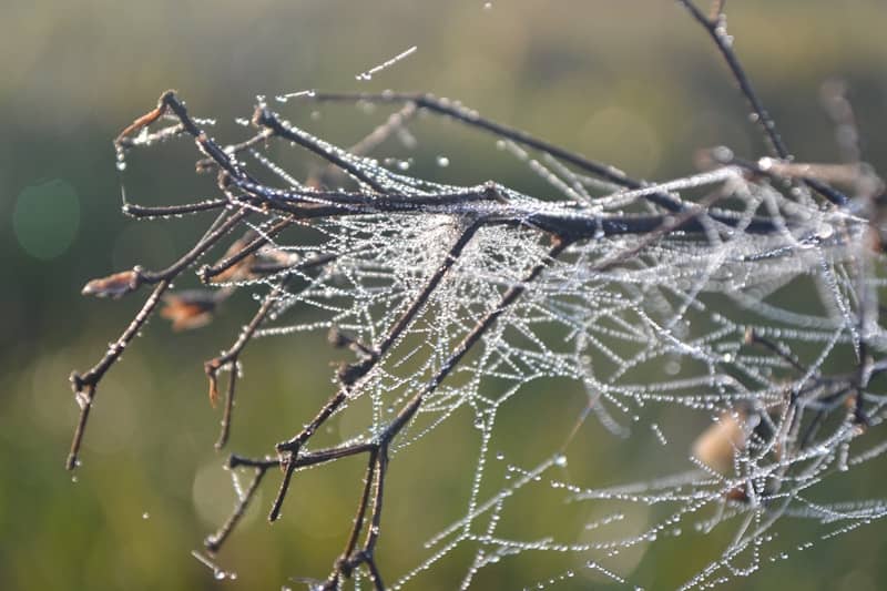 A dewy spiderweb draped over twigs.