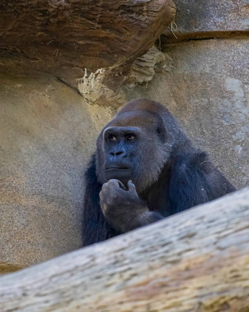 A gorilla sitting on top of a rock next to a tree