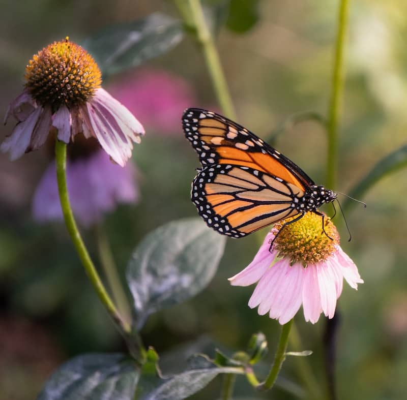 A monarch butterfly rests on a pink coneflower.