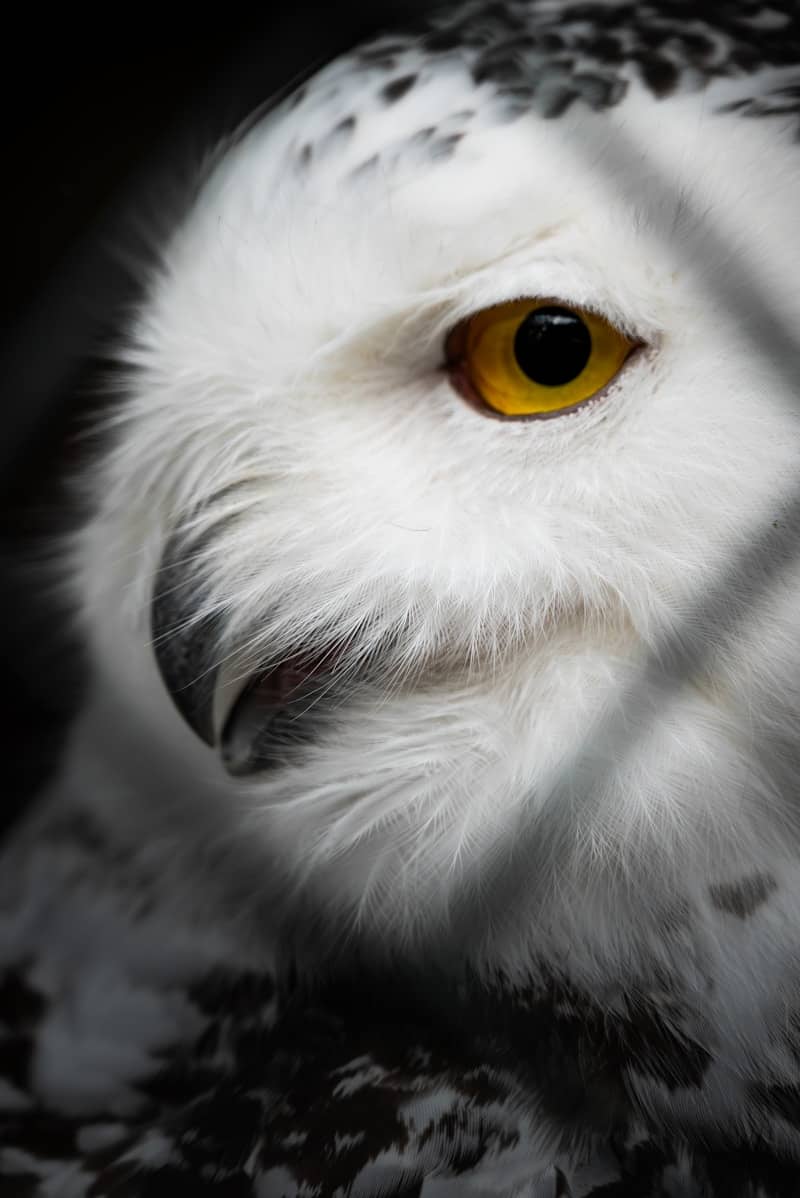 A close-up of a snowy owl's face