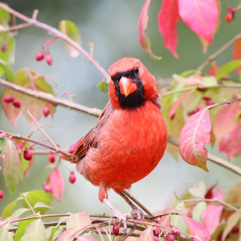 A bright red cardinal perches on a branch.