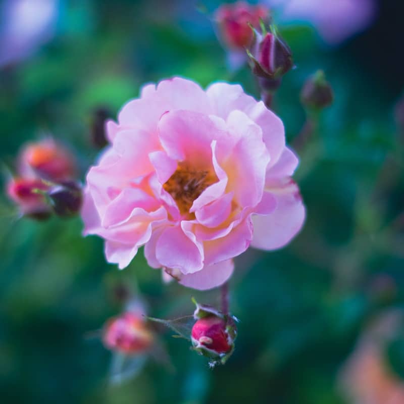 A beautiful pink rose in bloom with several rosebuds.