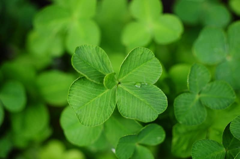 A close-up of a four-leaf clover with dew drops.