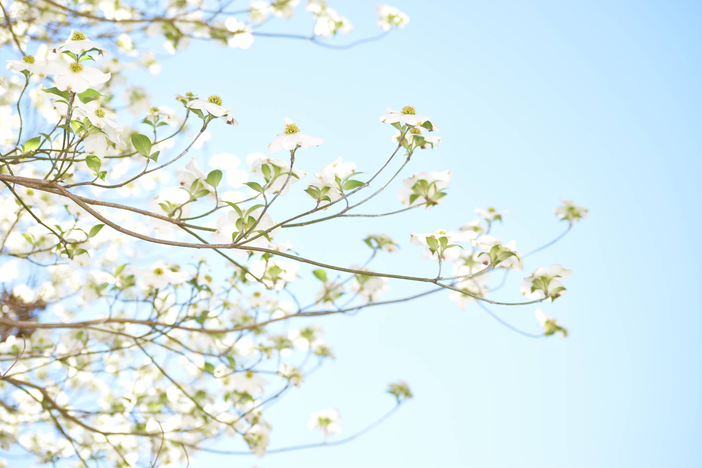 A hand reaching for a white flower against the sky.