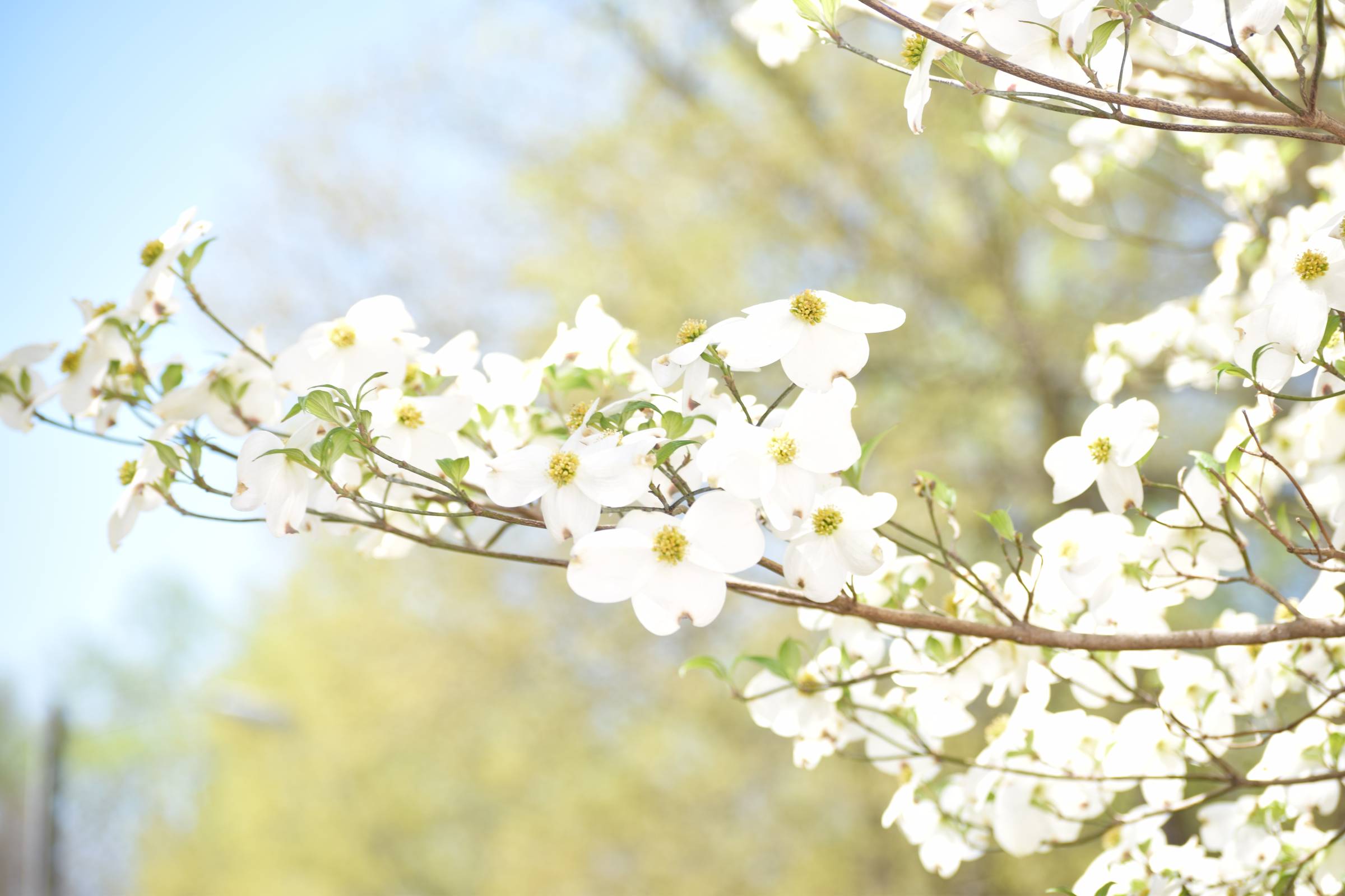 A delicate floral crown made of twigs and small flowers.