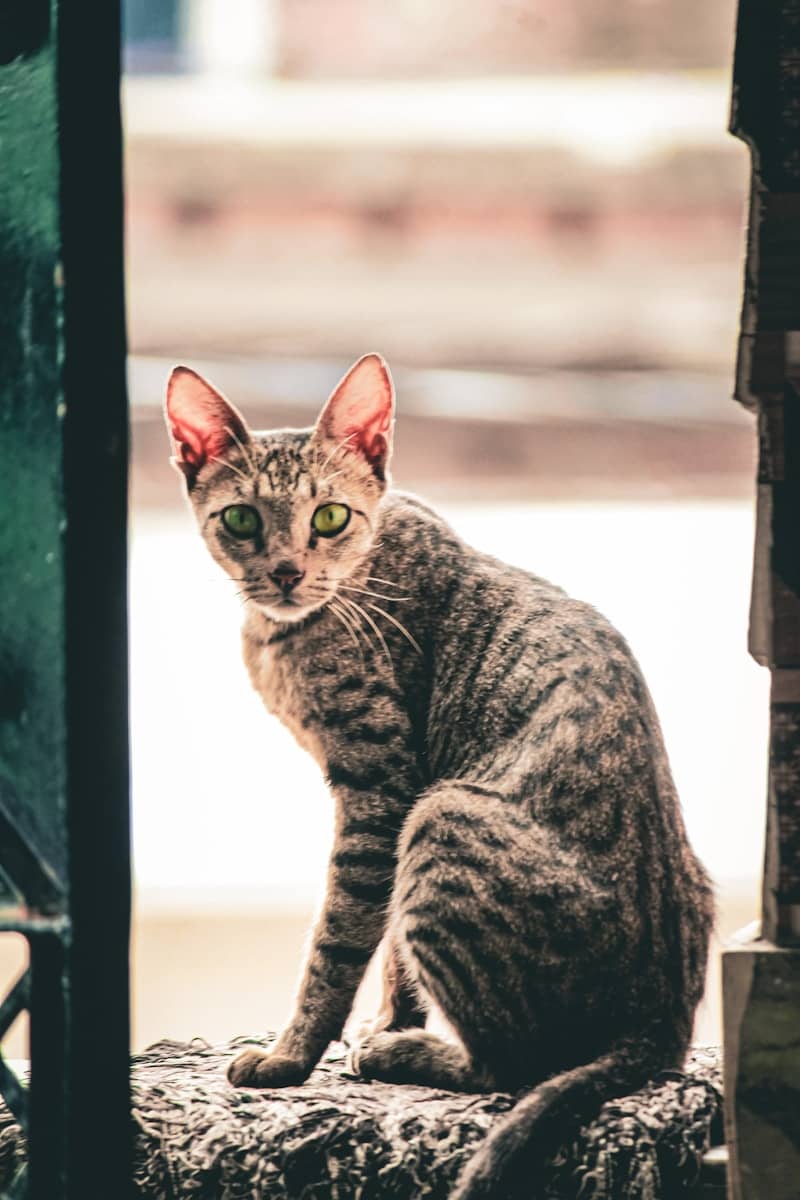 A tabby cat with green eyes sits outdoors.