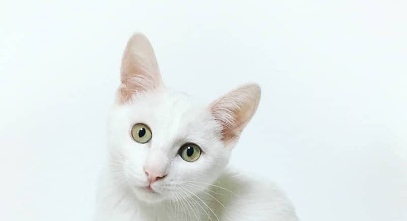 white cat