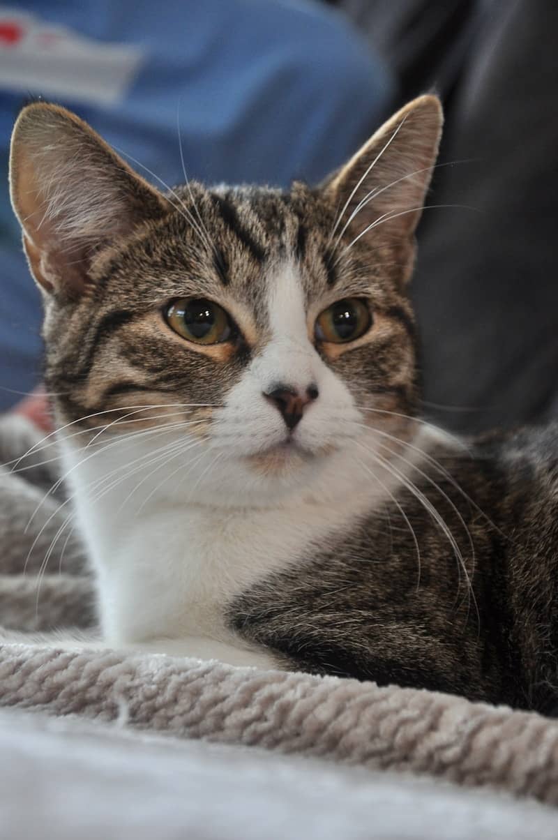 A tabby and white cat rests on a blanket.