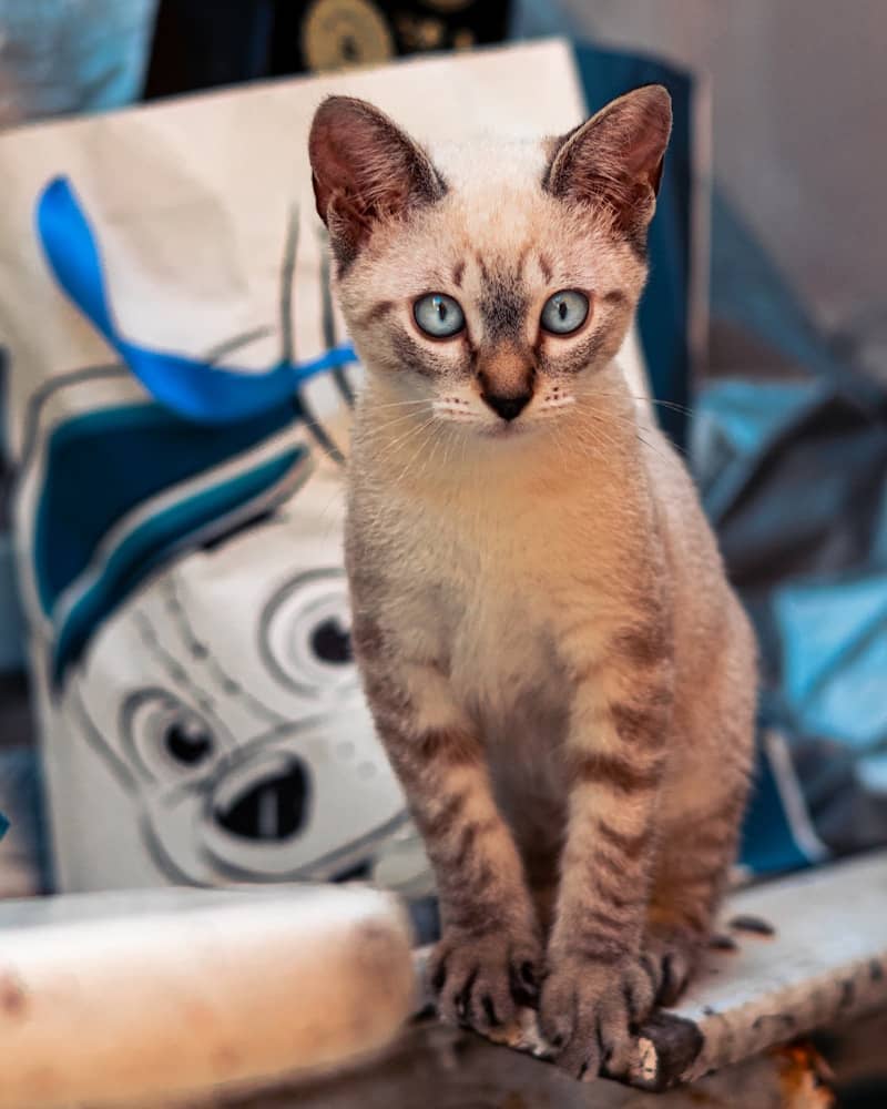 A light-colored kitten with blue eyes sits attentively.