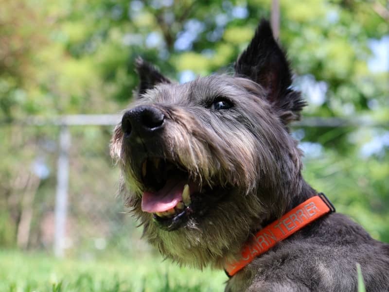 A scruffy dog with an orange collar looking up outdoors.