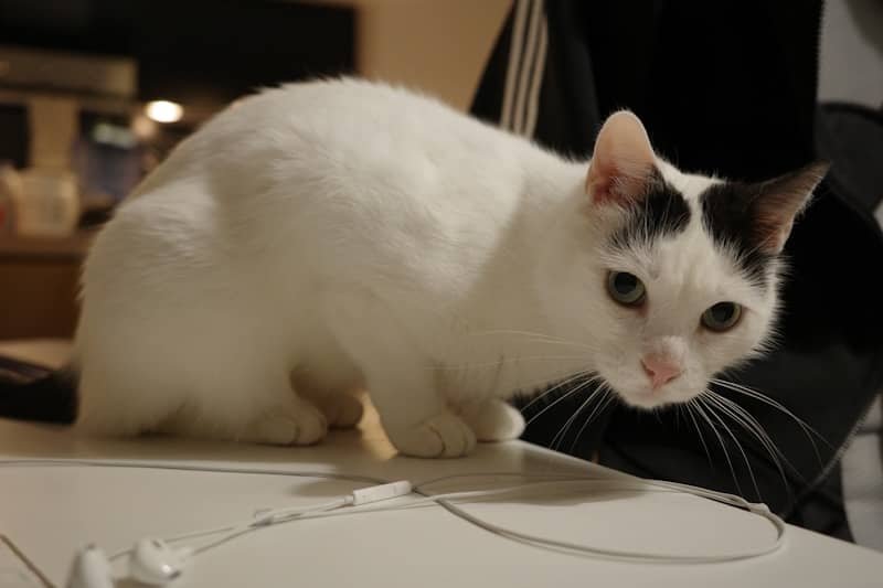 A white cat with black markings sits on a table.