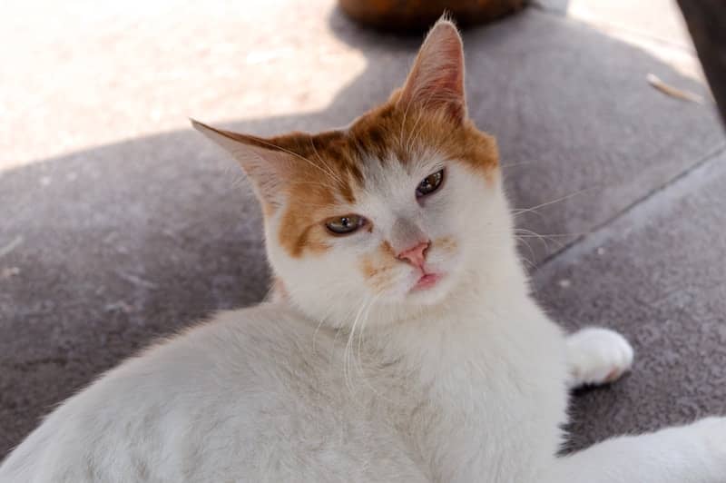 A white and orange cat lies on a gray surface.