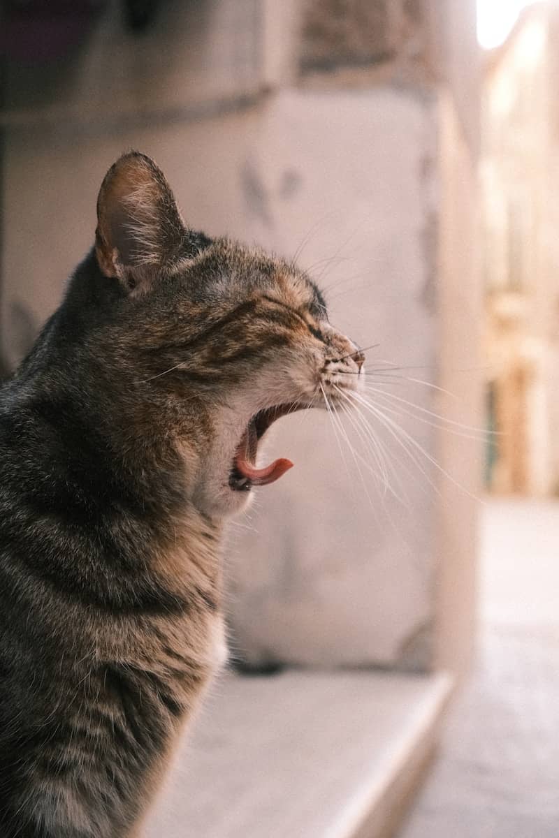 A tabby cat yawns widely outdoors
