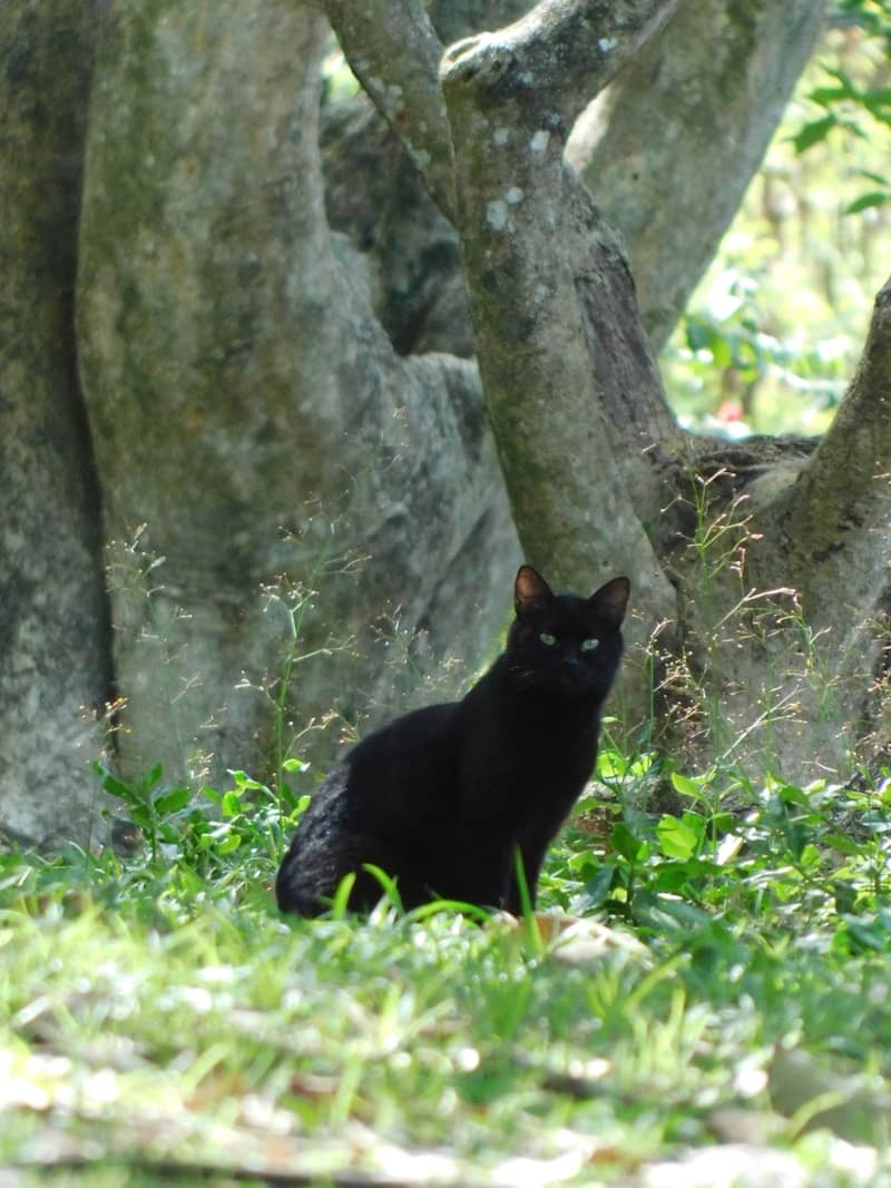 A black cat sits in green grass near trees.