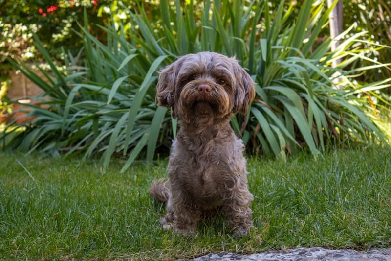 A small brown dog sits on green grass.