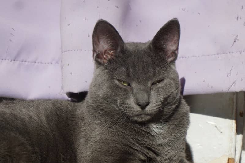 A gray cat with green eyes rests indoors.