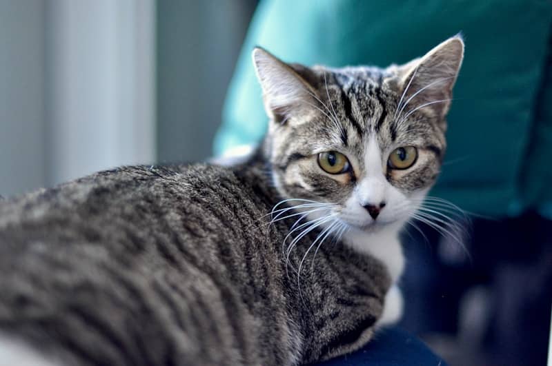 A tabby cat with green eyes looks forward.