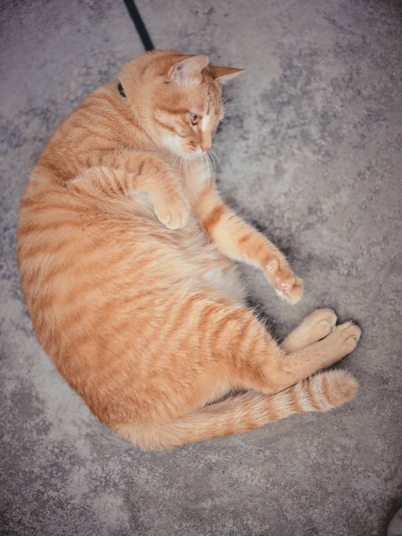 An orange tabby cat lies curled on a gray floor.