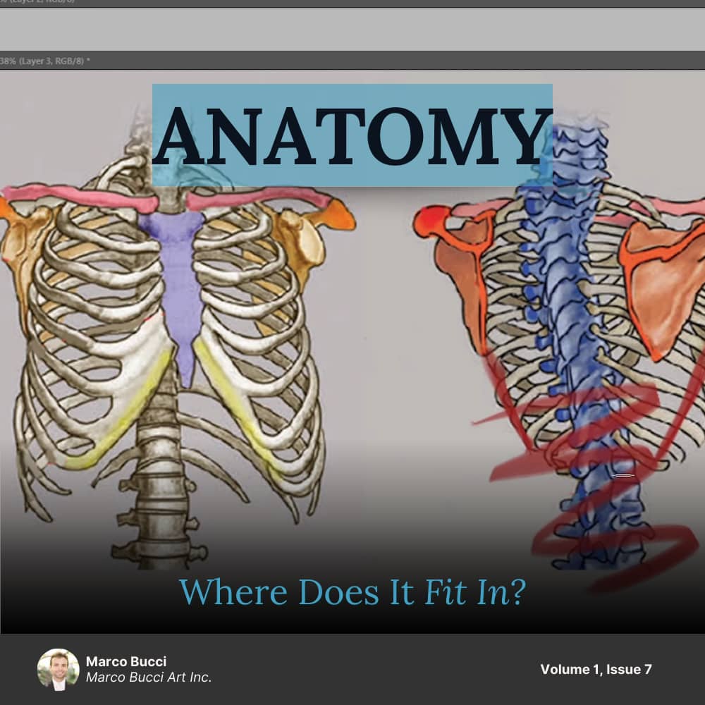 Anatomy: Where does it fit in?