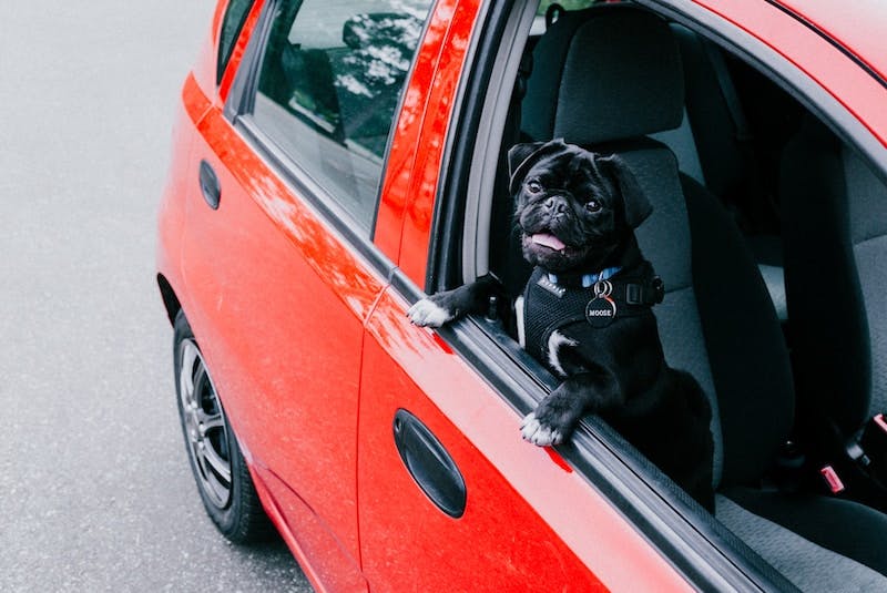 black pug inside red car