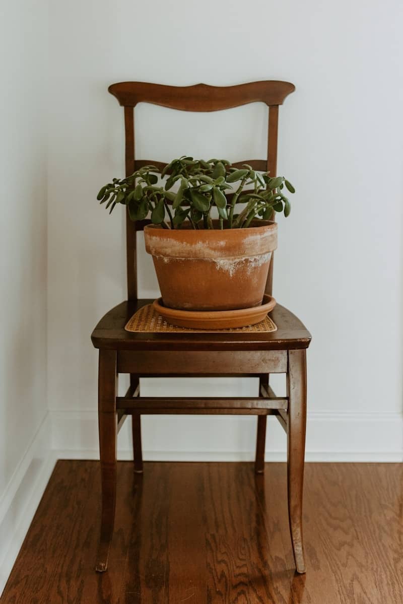 A wooden chair with a potted plant on top of it