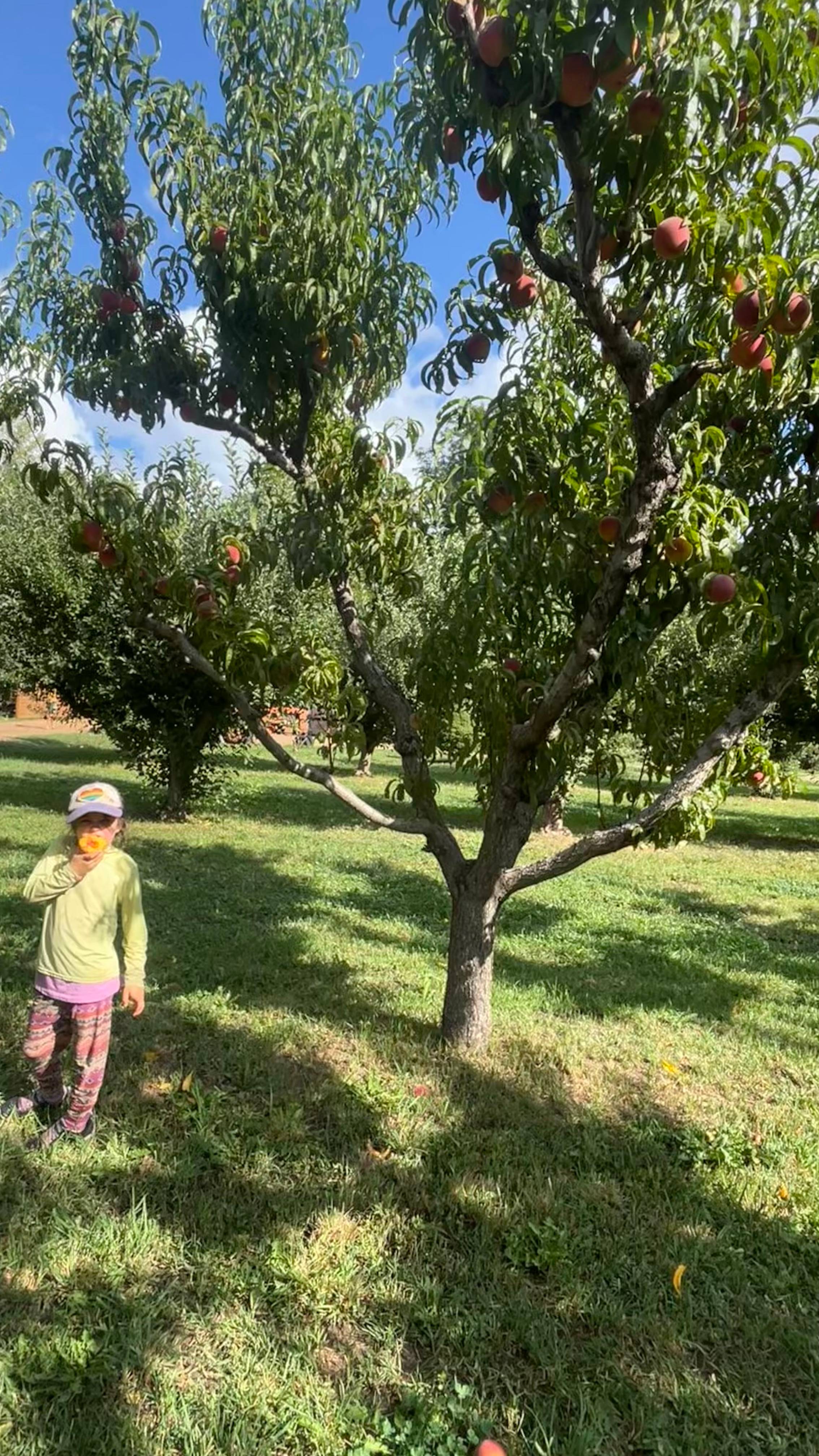 A girl picks a peach in an orchard.