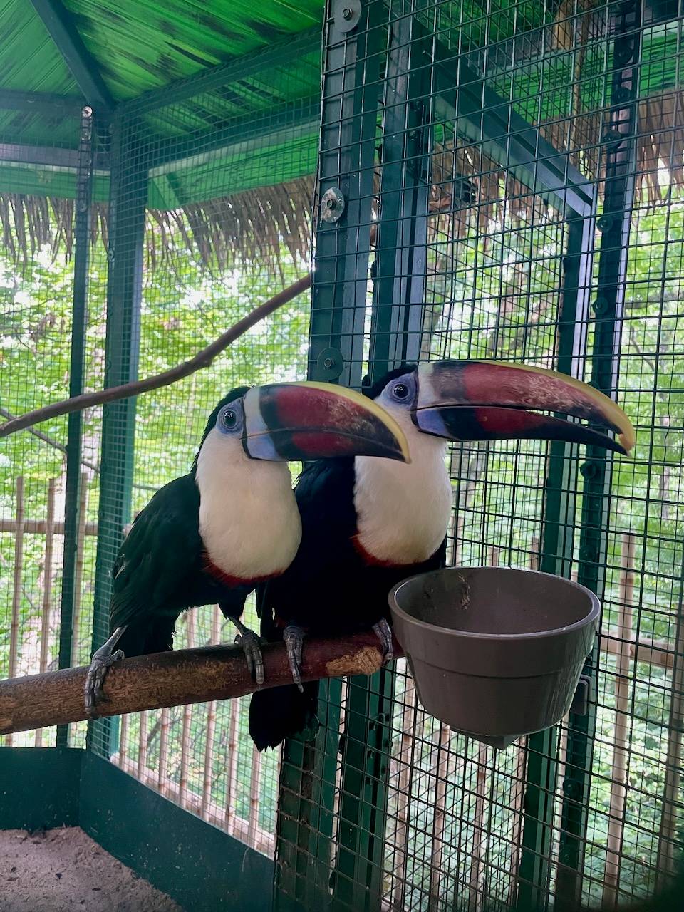 2 Toucans sitting next to each other