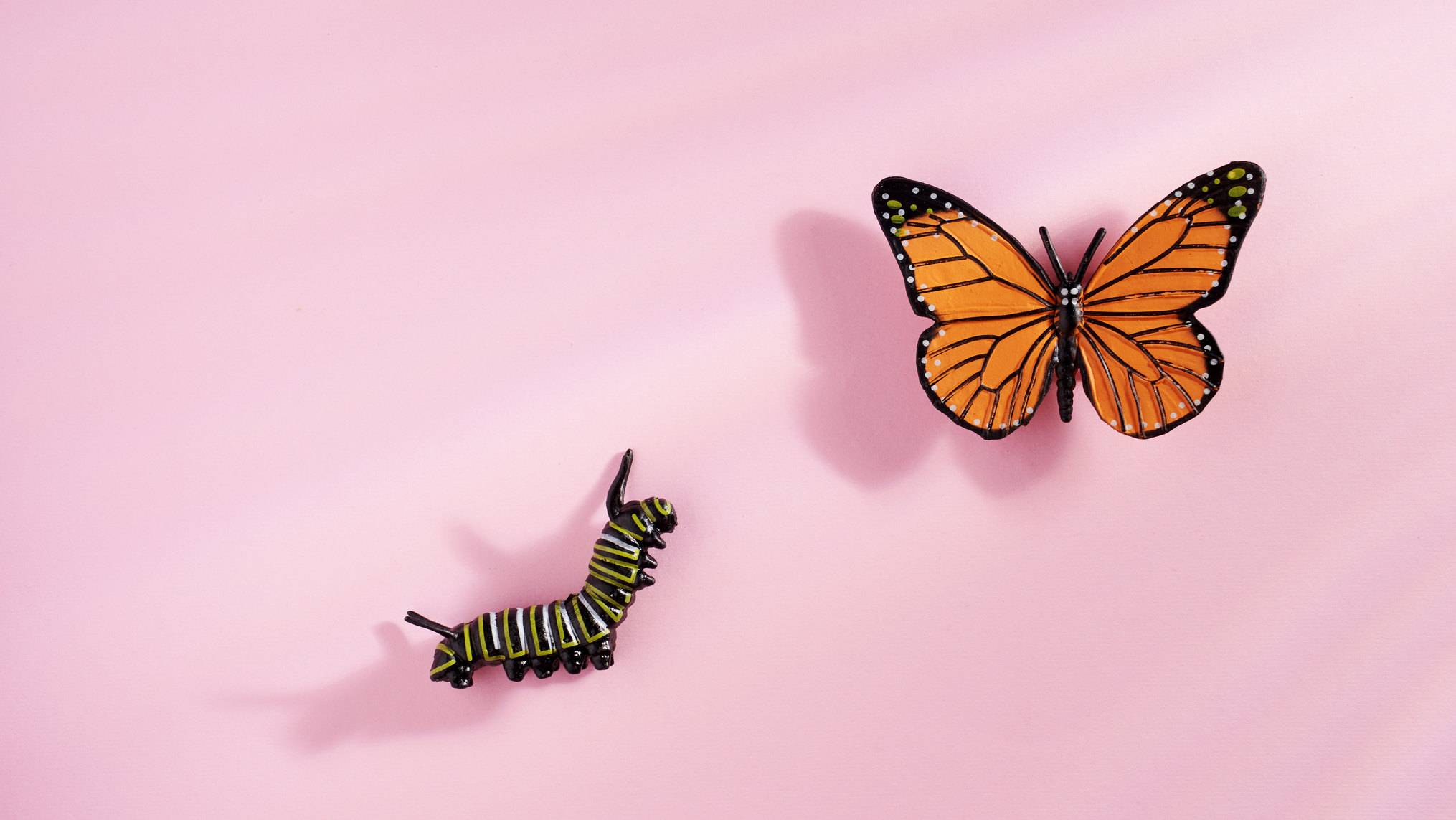 A small black caterpillar with green and white stripes and a bright orange monarch butterfly rest on a soft pink background, the caterpillar at the bottom left and the butterfly at the top right. The image represents transformation and growth, the journey from who you are now to who you are becoming.