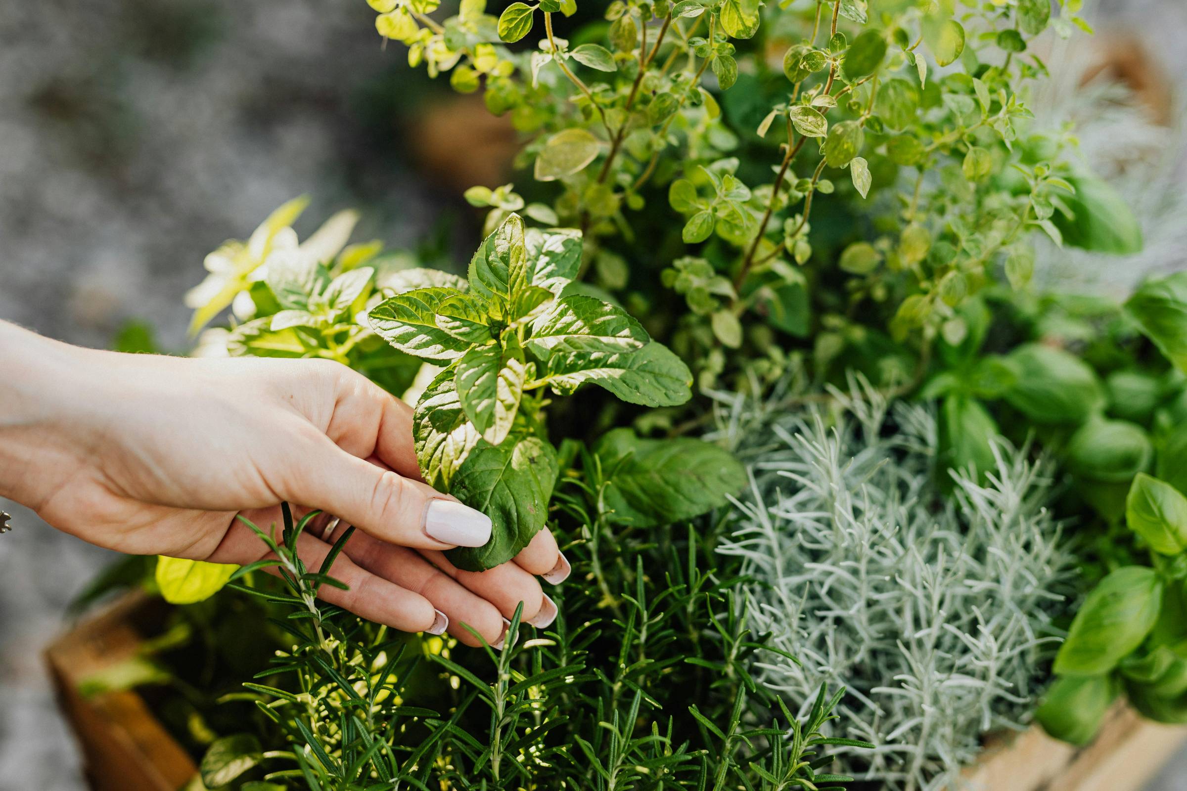 herbs