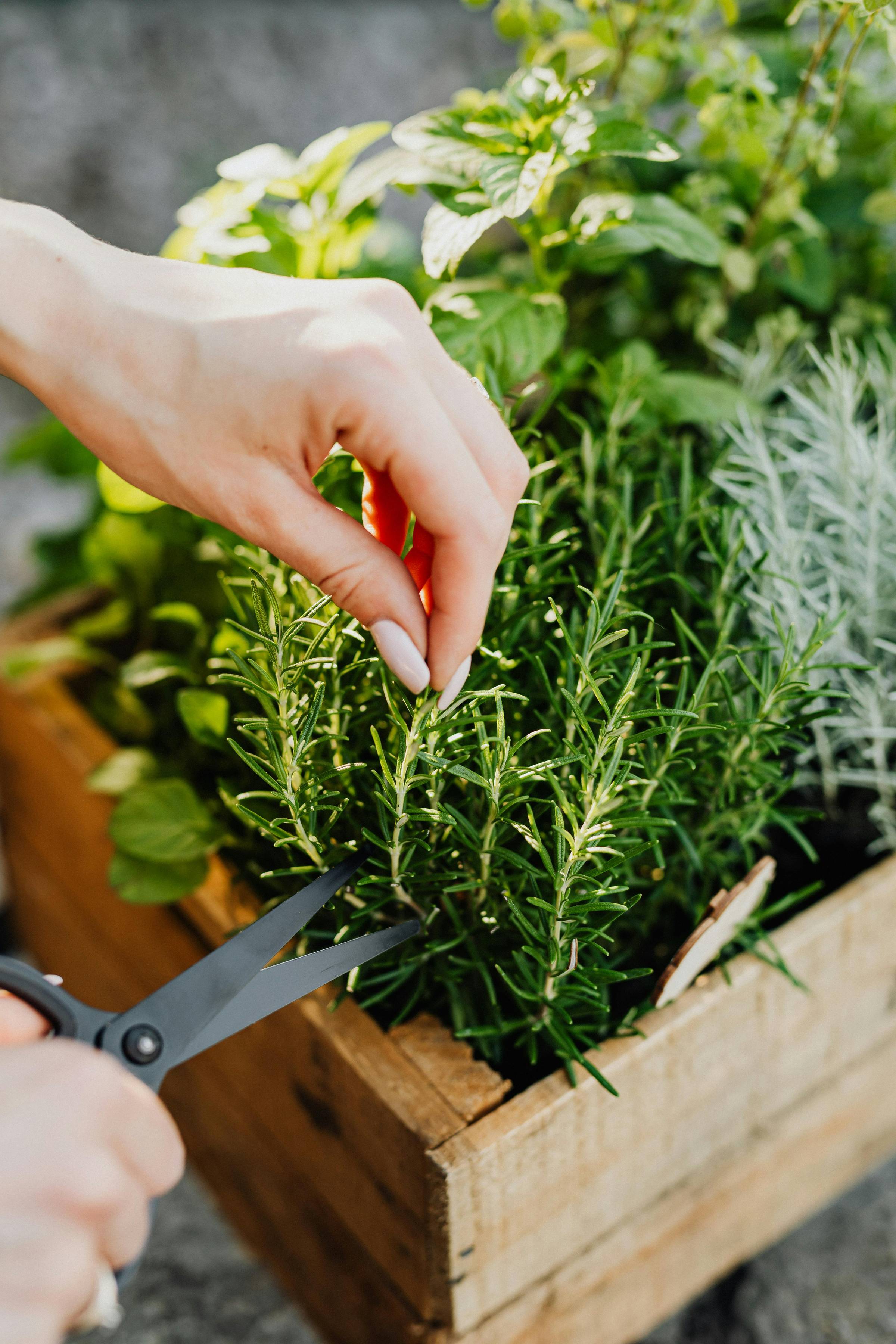 herbs