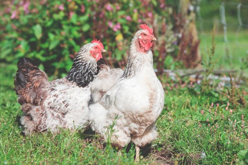 shallow focus photography of two white hens