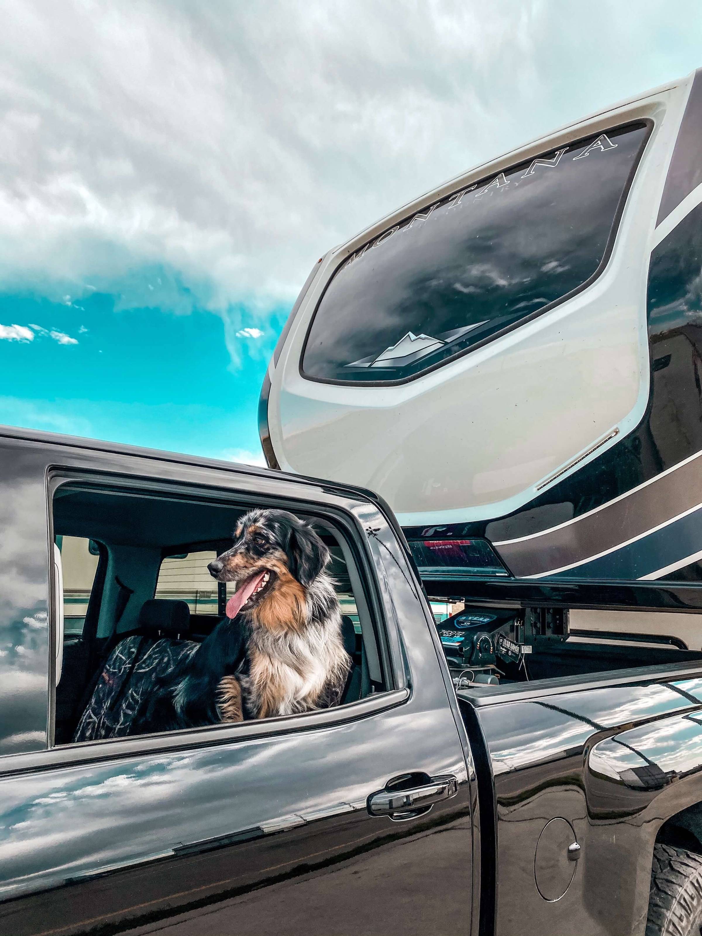 The Ultimate Guide to RVing with Dogs