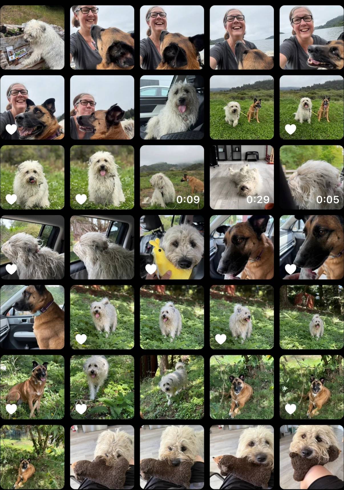 A phone camera roll filled with photos of dogs