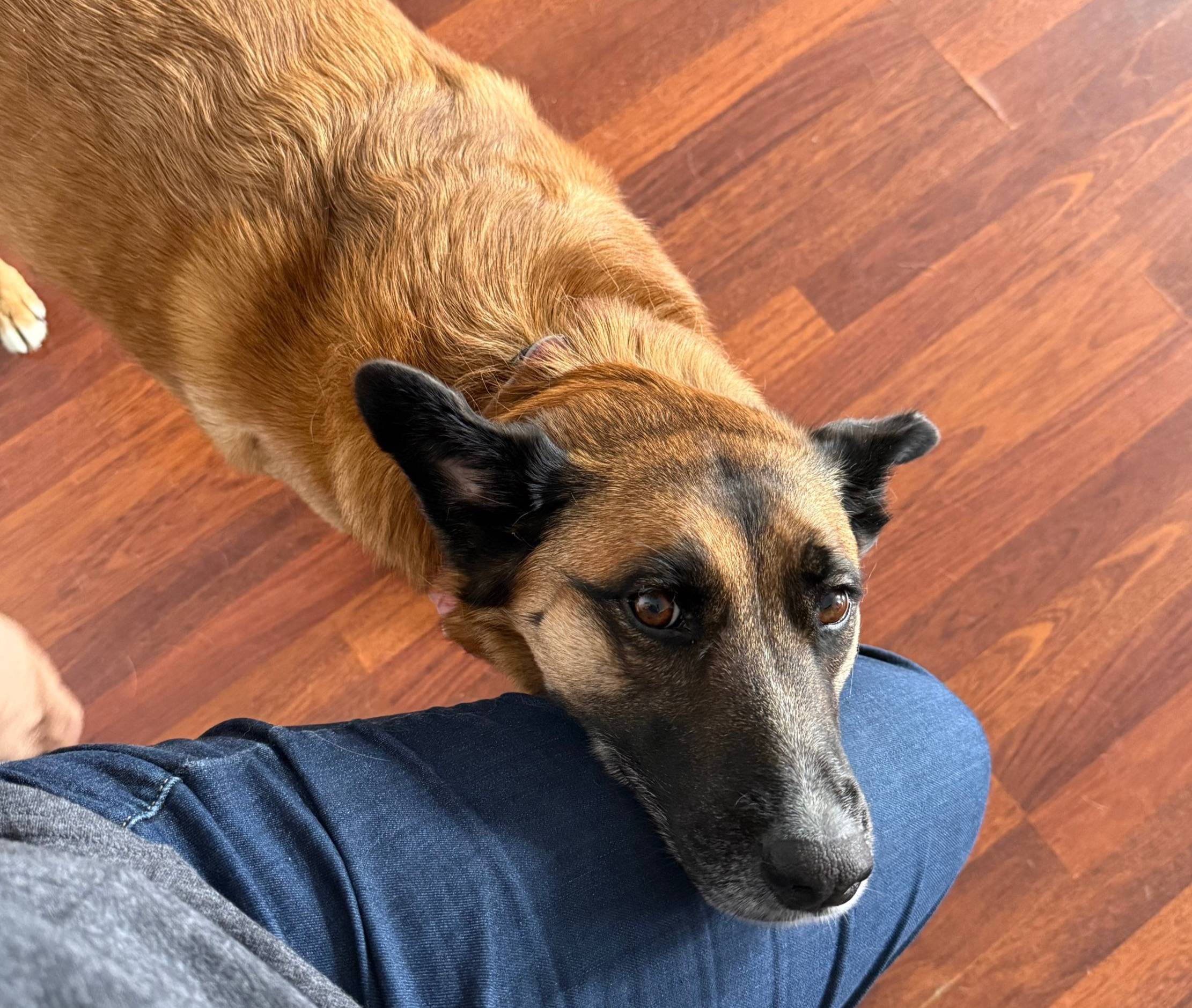 tan and black dog resting chin on a person’s leg