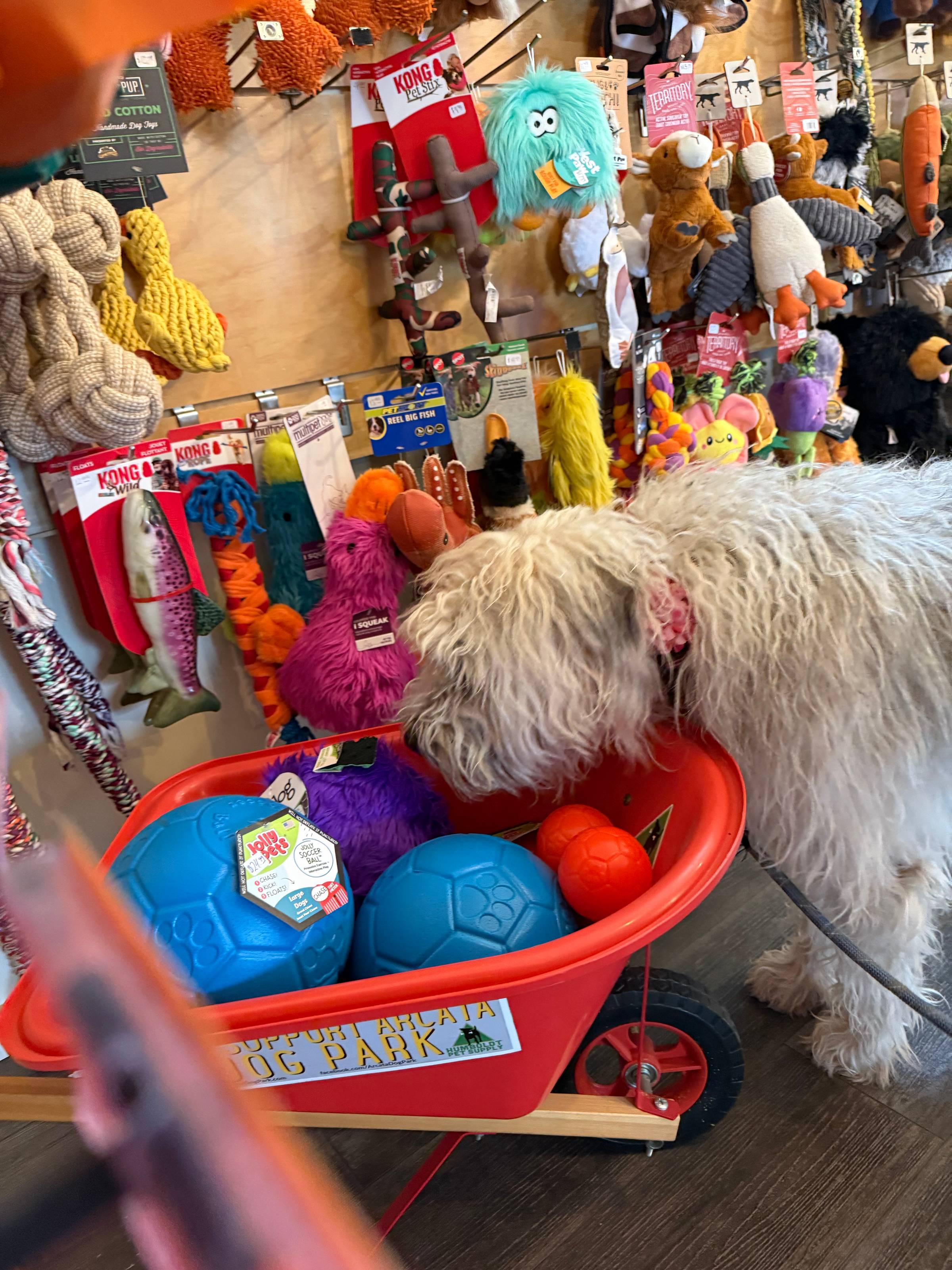 A white fuzzy dog sniffing soccer balls in a dog store