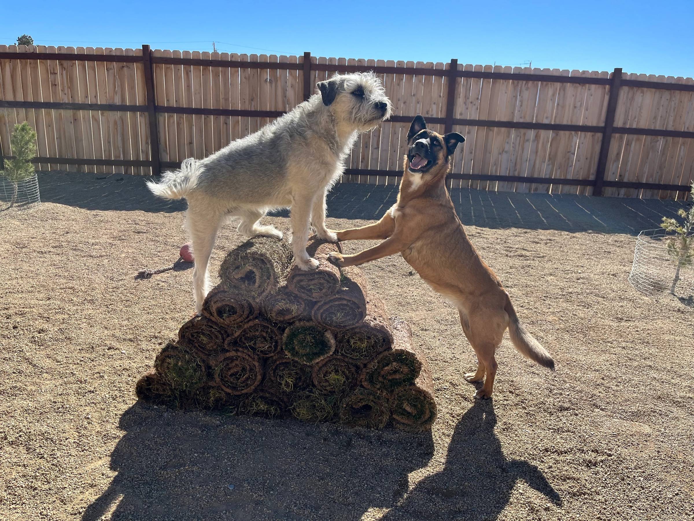 Two dogs climbing on a pile of rolled sod in a desert yard