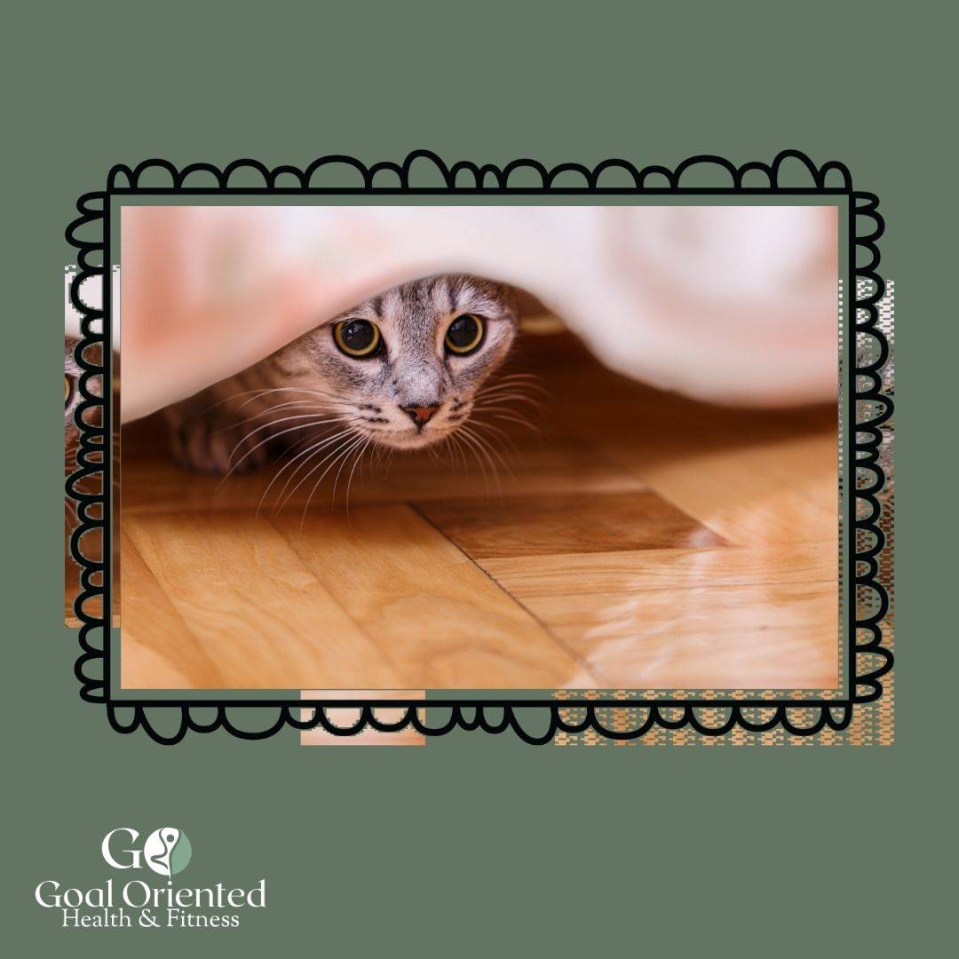 kitten hiding