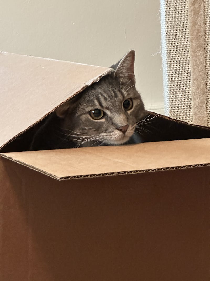 gray cat with his head sticking out of a box.
