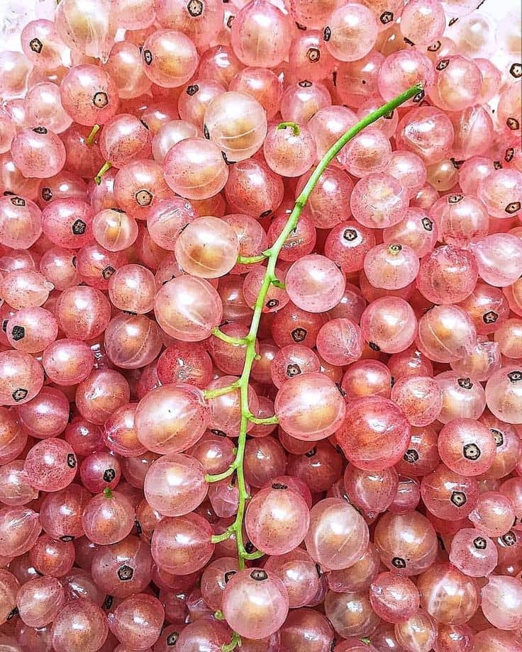 champagne currants