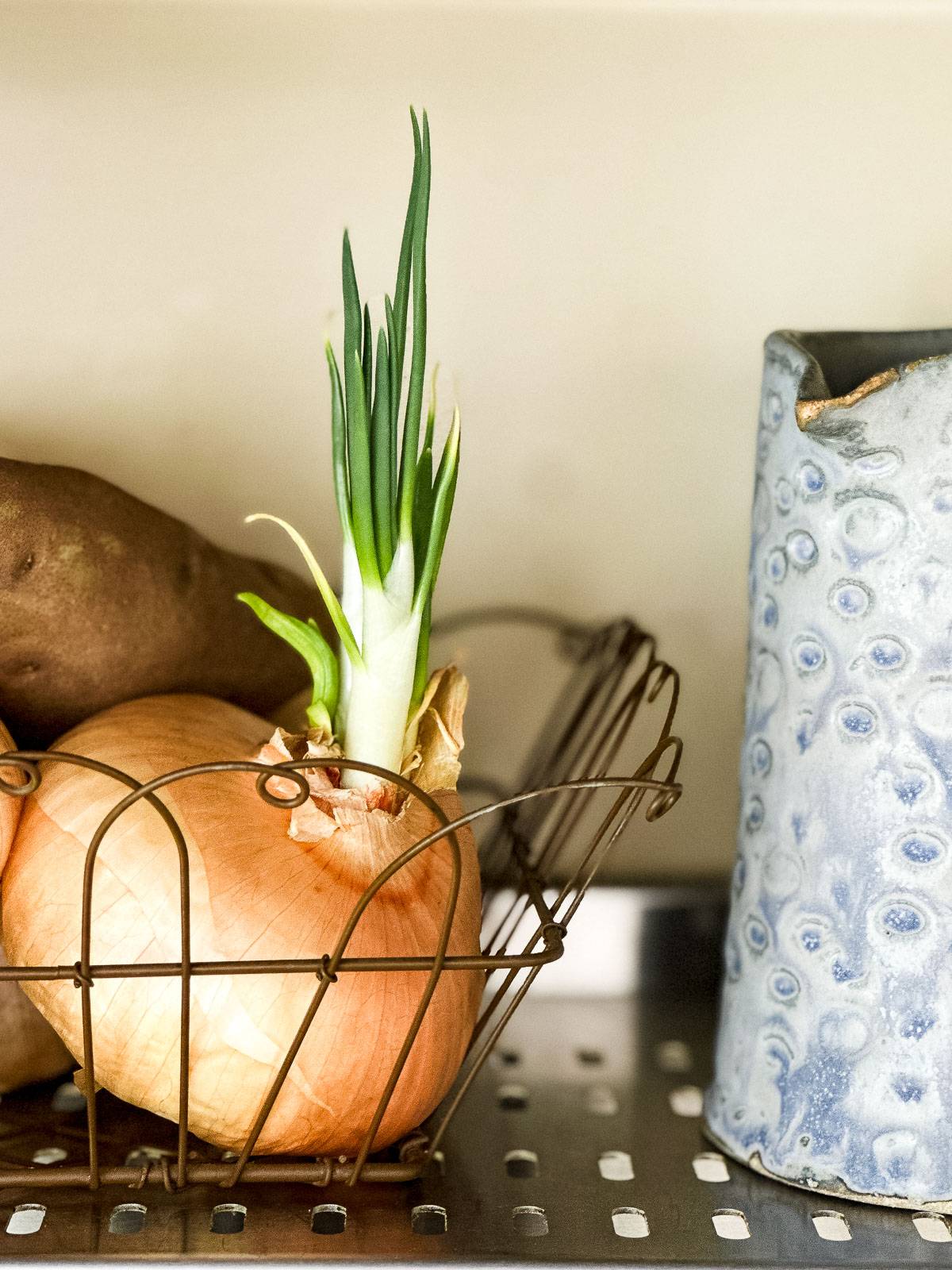 sprouting onion