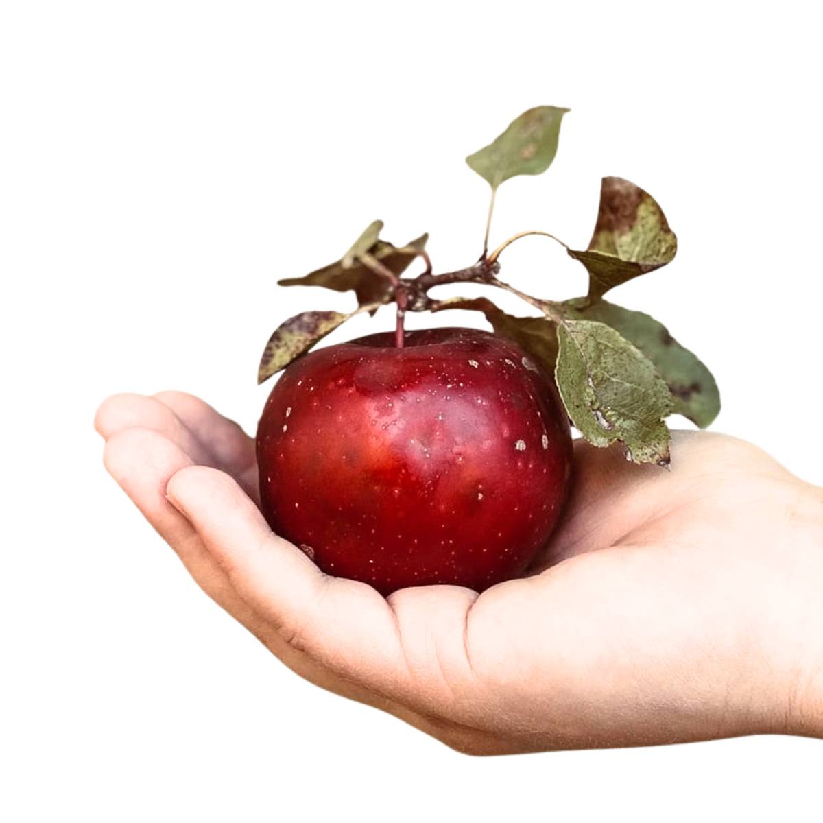 apple recipes