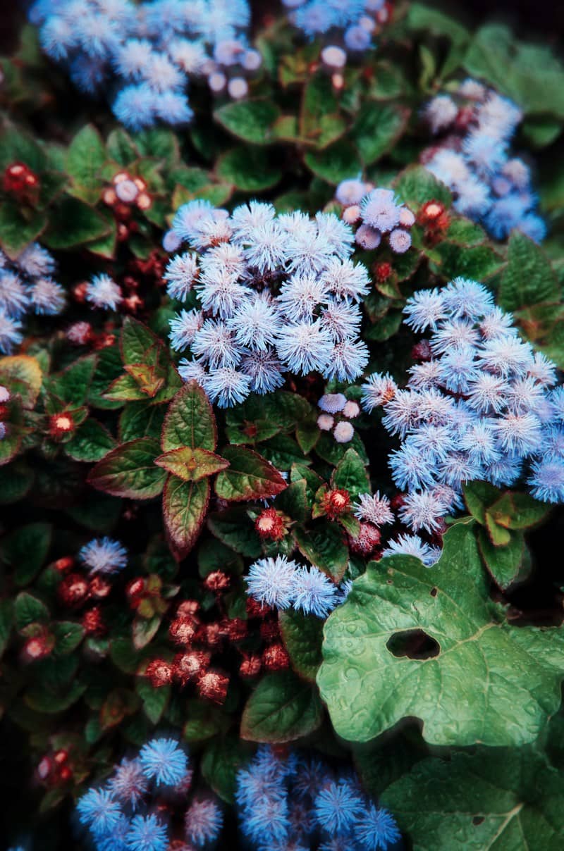 A close up of a bunch of blue flowers