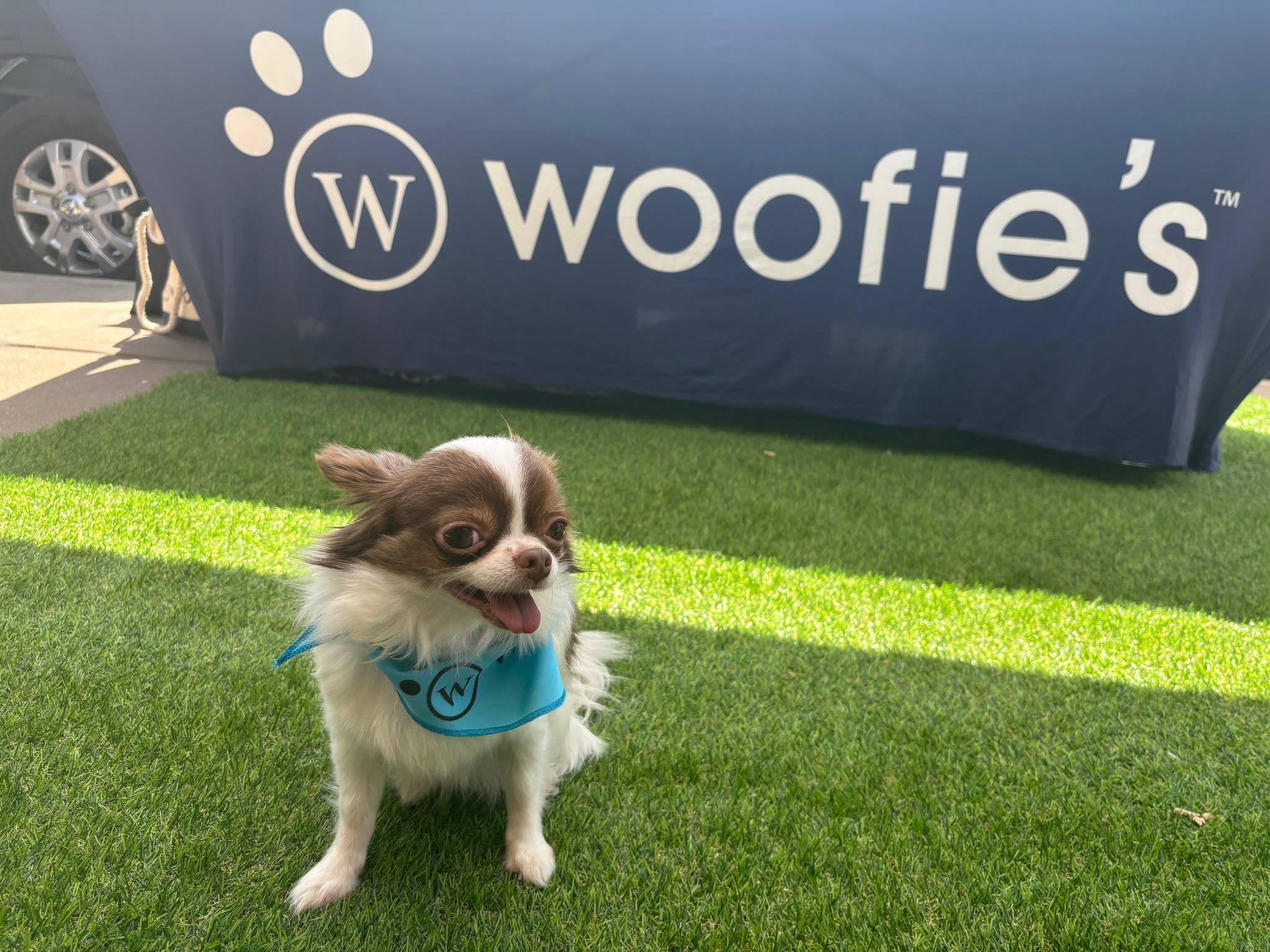 A photo of a dog pampered at Woofie's