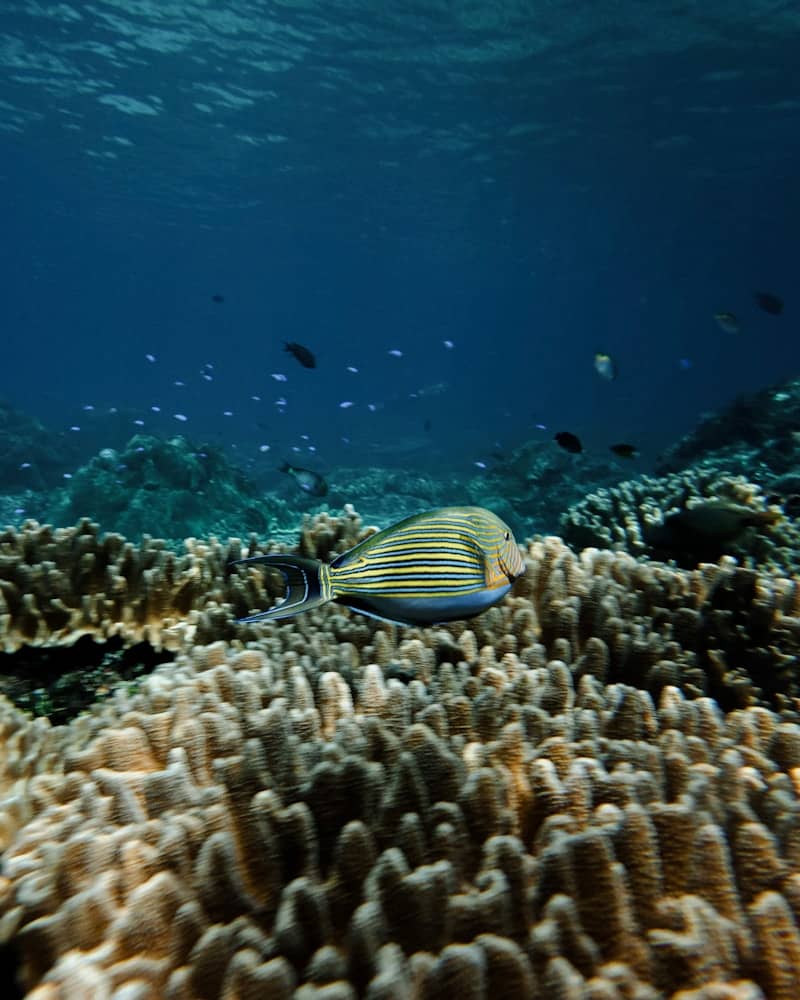 A striped fish swims over coral reef underwater.