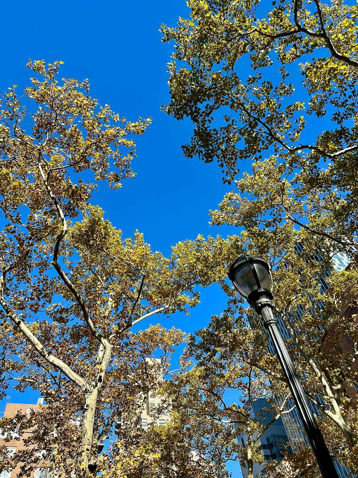 sky with trees