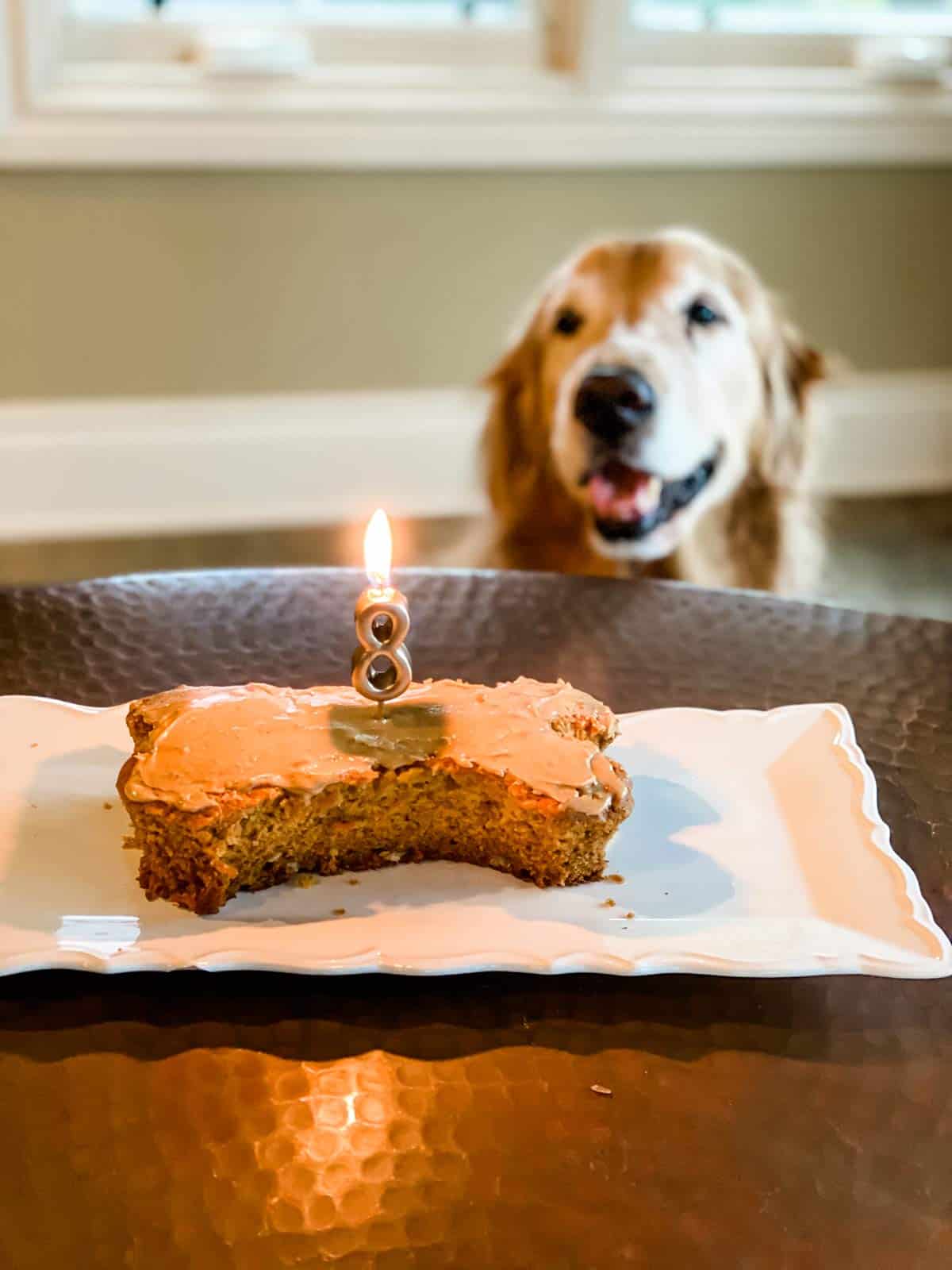 dog and a cake