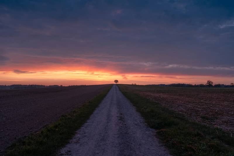 A lone tree at the end of a dirt path under a warm orange sky